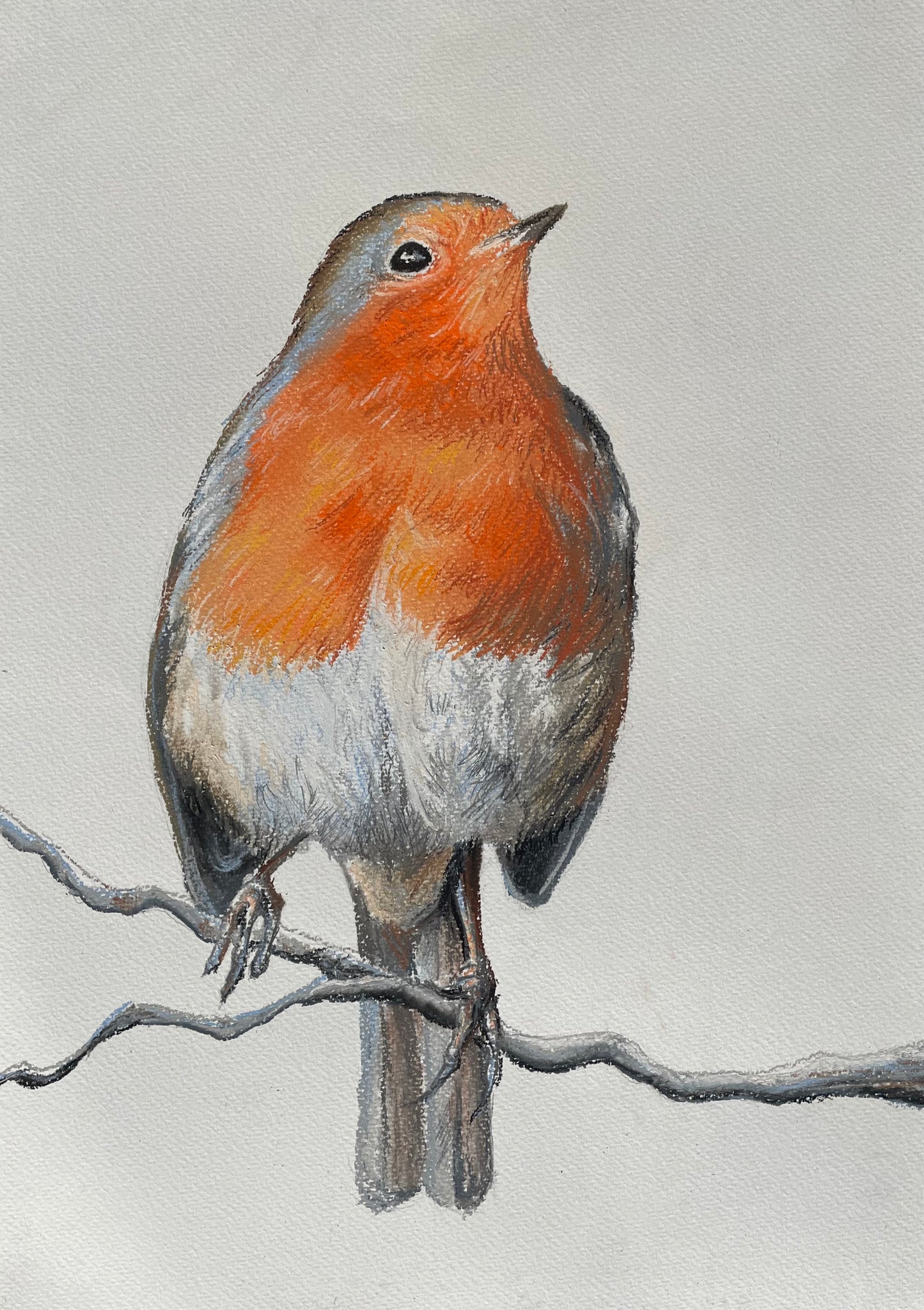 ‘The Robin.’ Original Pastel on Paper - Framed.